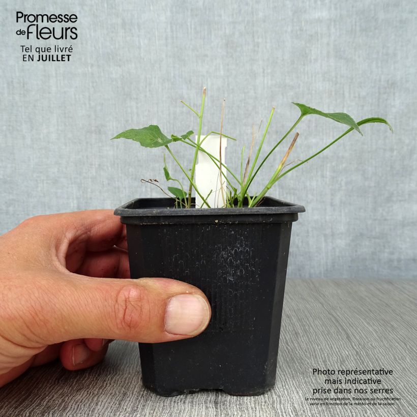Exemplaar van Phyteuma scheuchzeri - Rapunzel Kweekpotje van 8/9 cm zoals geleverd in de zomer