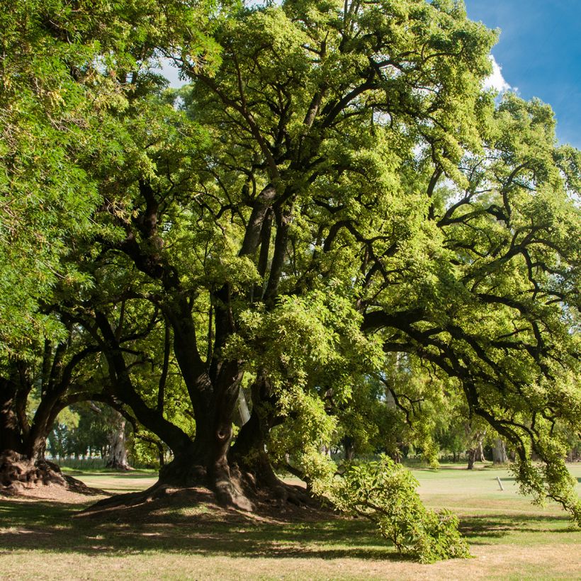 Phytolacca dioica - Ombu-boom (Plant habit)