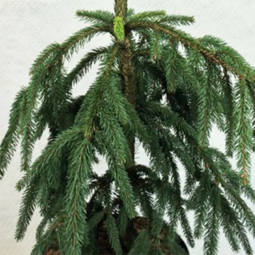 Picea abies Aarburg - Fijnspar (Foliage)