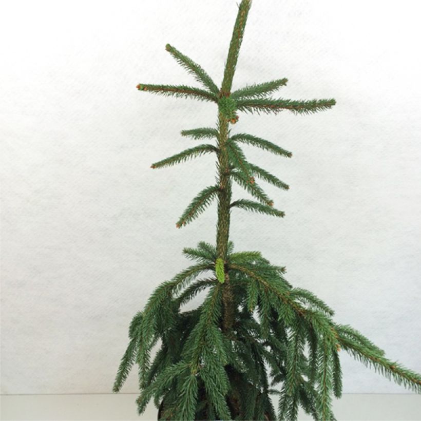 Picea abies Aarburg - Fijnspar (Plant habit)