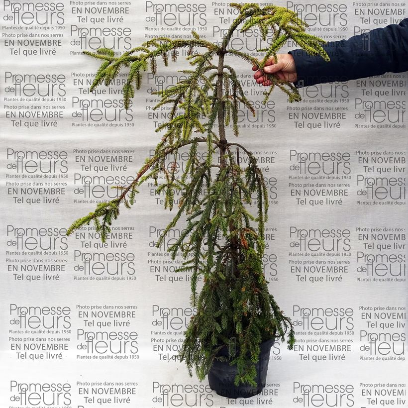 Example of Picea abies Aarburg - Epicea commun                             Pot van 7,5 l/10 l as you get