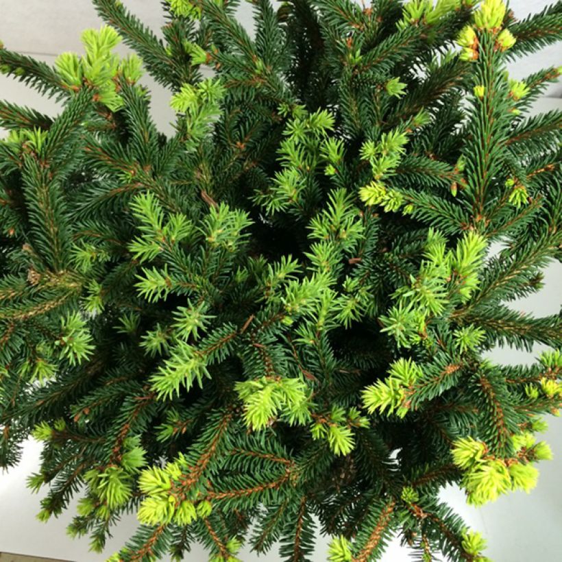 Picea abies Hana Subutus - Fijnspar (Foliage)