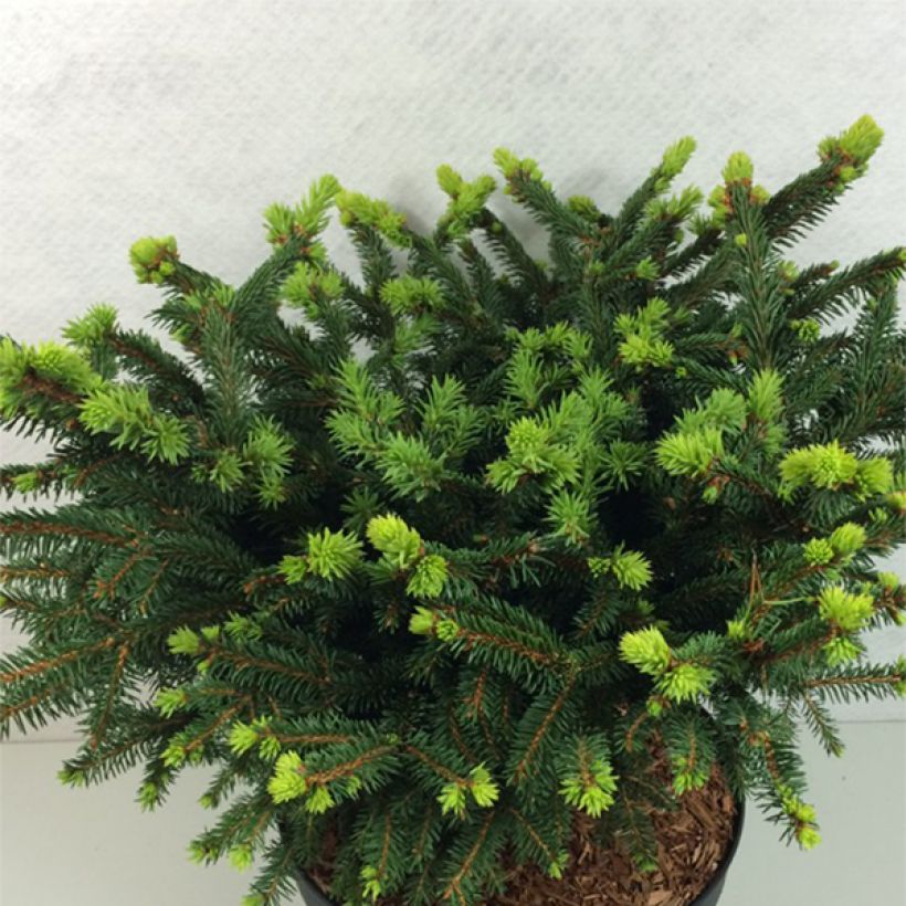 Picea abies Hana Subutus - Fijnspar (Plant habit)