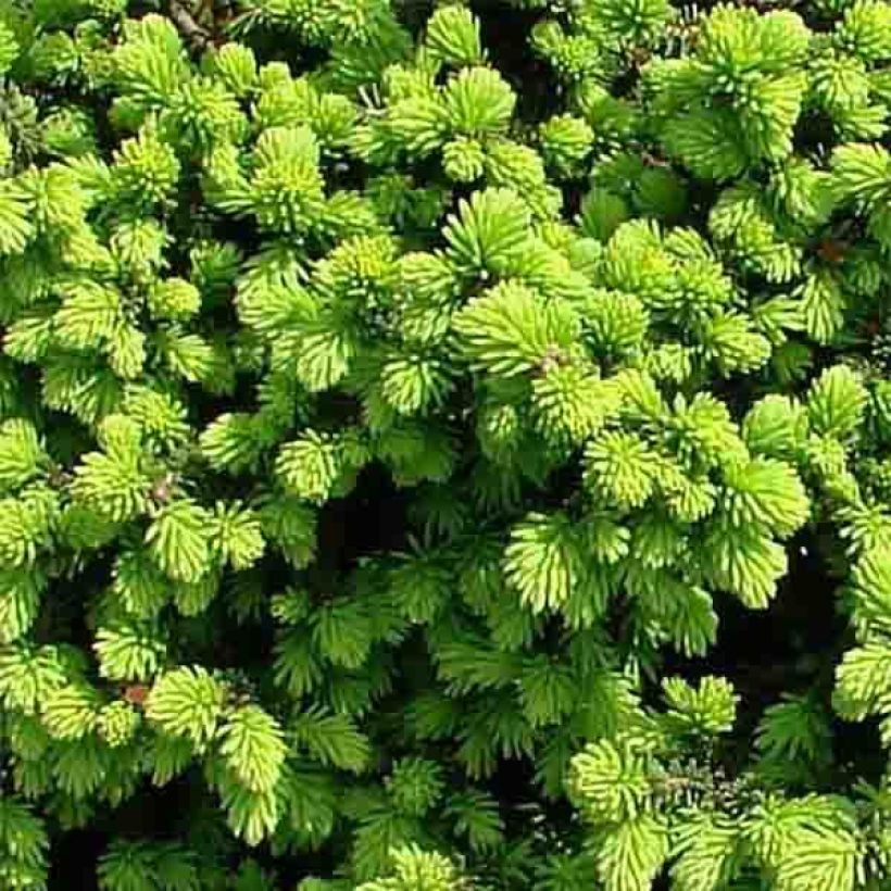 Picea abies Little Gem - Fijnspar (Foliage)
