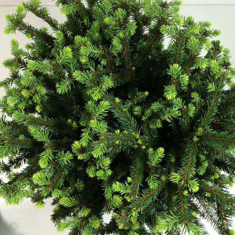 Picea abies Maxwellii - Fijnspar (Foliage)