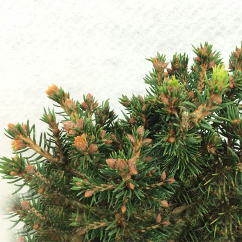 Picea abies Petra - Fijnspar (Plant habit)