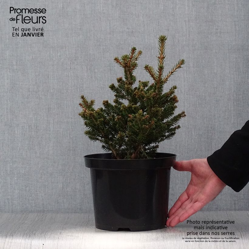 Example of Picea abies Will's Zwerg - Épicéa commun Pot van 7,5 l/10 l as you get in hiver
