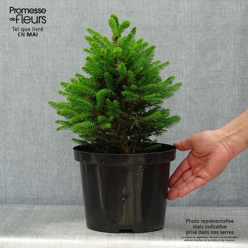 Exemplaar van Picea abies Will's Zwerg - Fijnspar Pot van 7,5 l/10 l zoals geleverd in de lente
