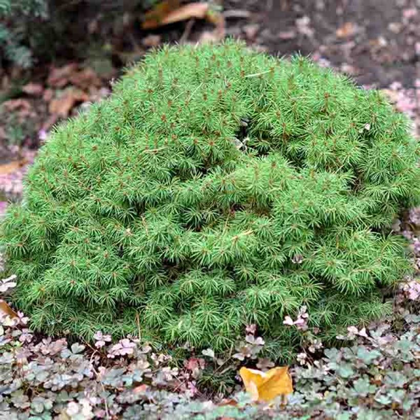 Picea glauca Alberta Globe - Witte spar (Plant habit)