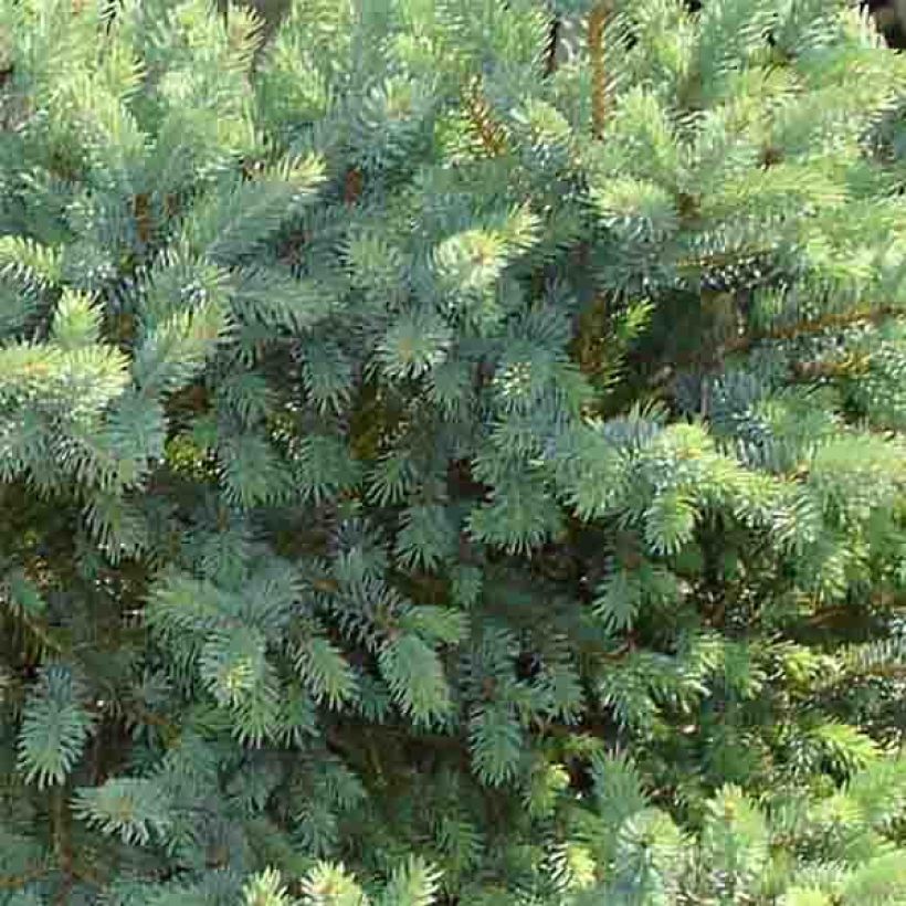 Picea glauca Cecilia - Witte spar (Blad)