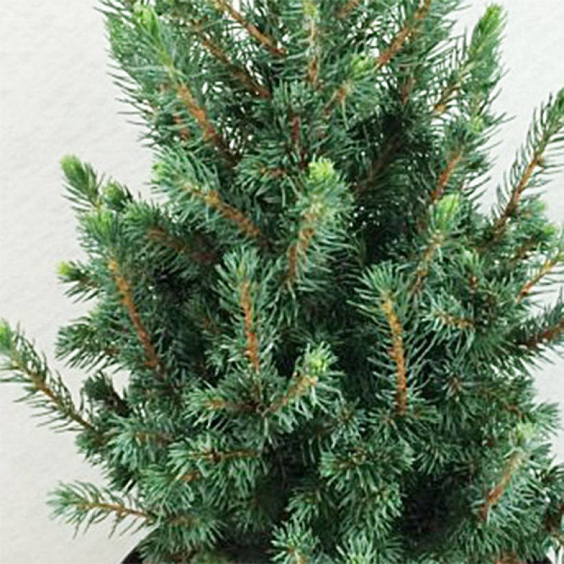 Picea glauca Conica Blue - Witte spar (Foliage)