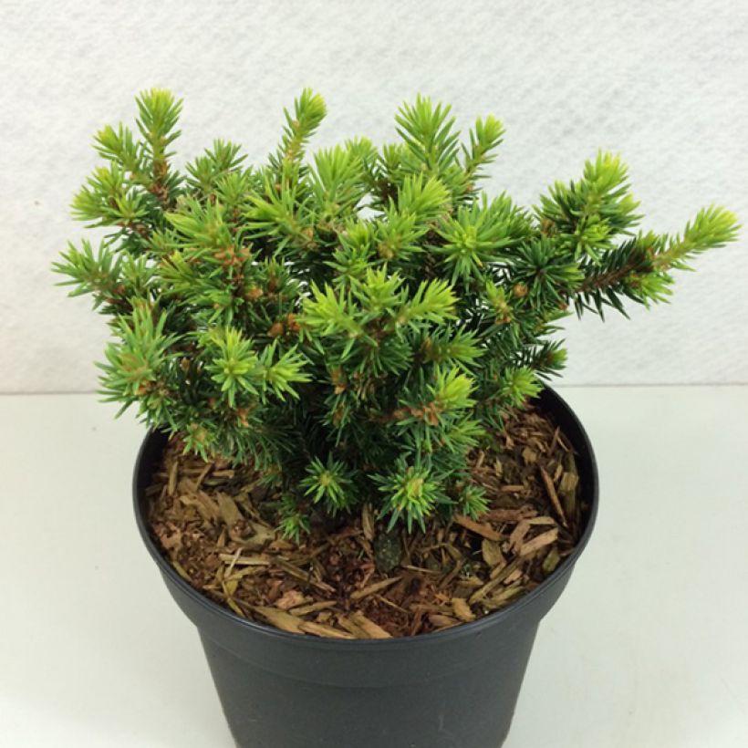 Picea glauca Cys Wonder - Witte spar (Plant habit)