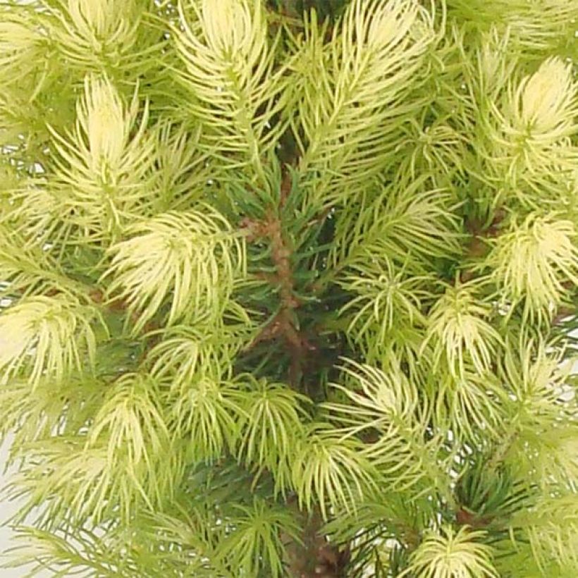 Picea glauca Daisy's White - Witte spar (Foliage)