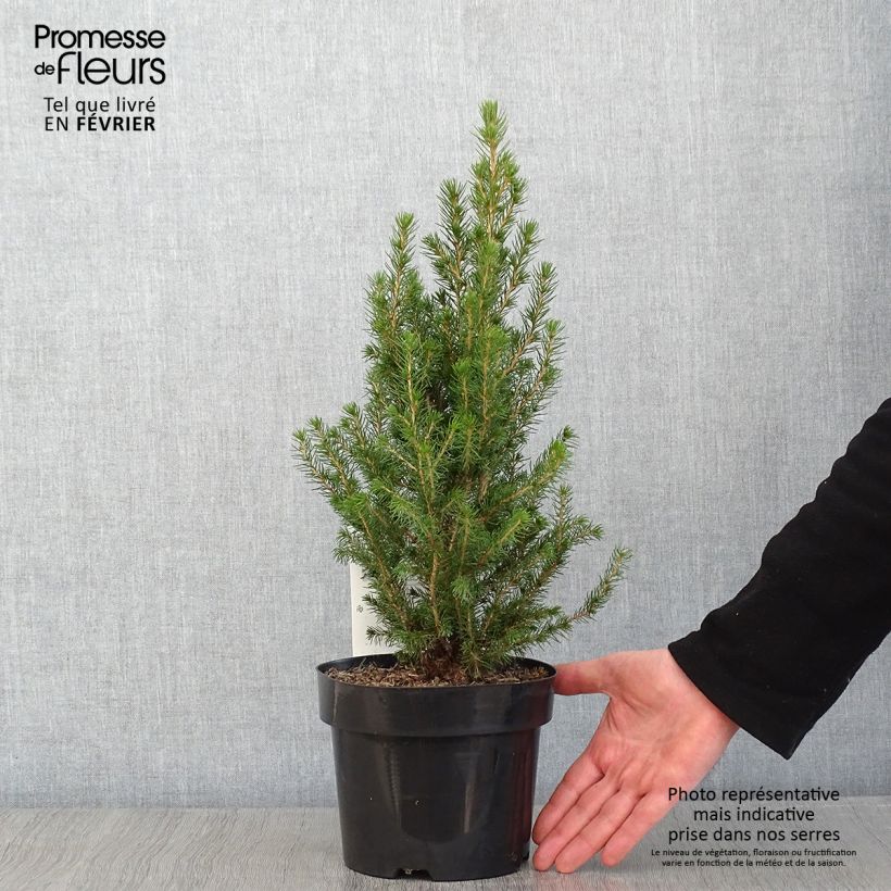 Example of Picea glauca December - Épinette blanche  Pot van 3 l/4 l as you get in hiver