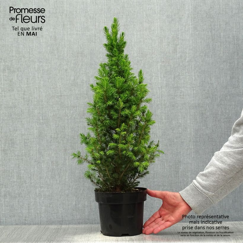 Exemplaar van Picea glauca December - Witte spar Pot van 3 l/4 l zoals geleverd in de lente
