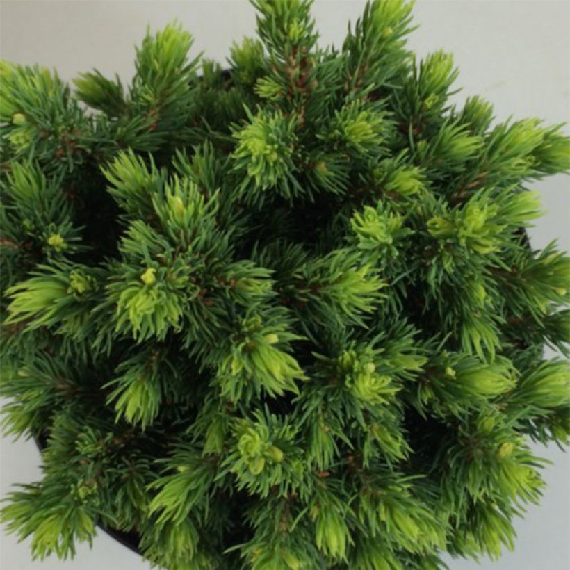 Picea glauca Dendrofarma Gold - Witte spar (Foliage)