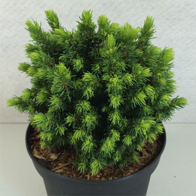 Picea glauca Dendrofarma Gold - Witte spar (Plant habit)