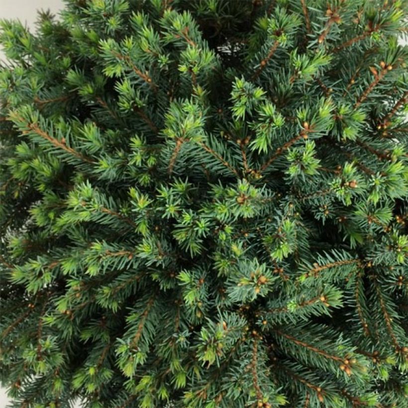Picea glauca Echiniformis Echt - Witte spar (Foliage)