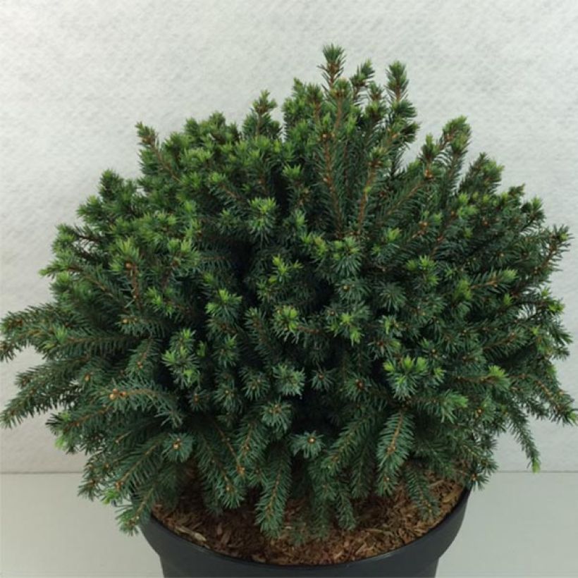 Picea glauca Echiniformis Echt - Witte spar (Plant habit)