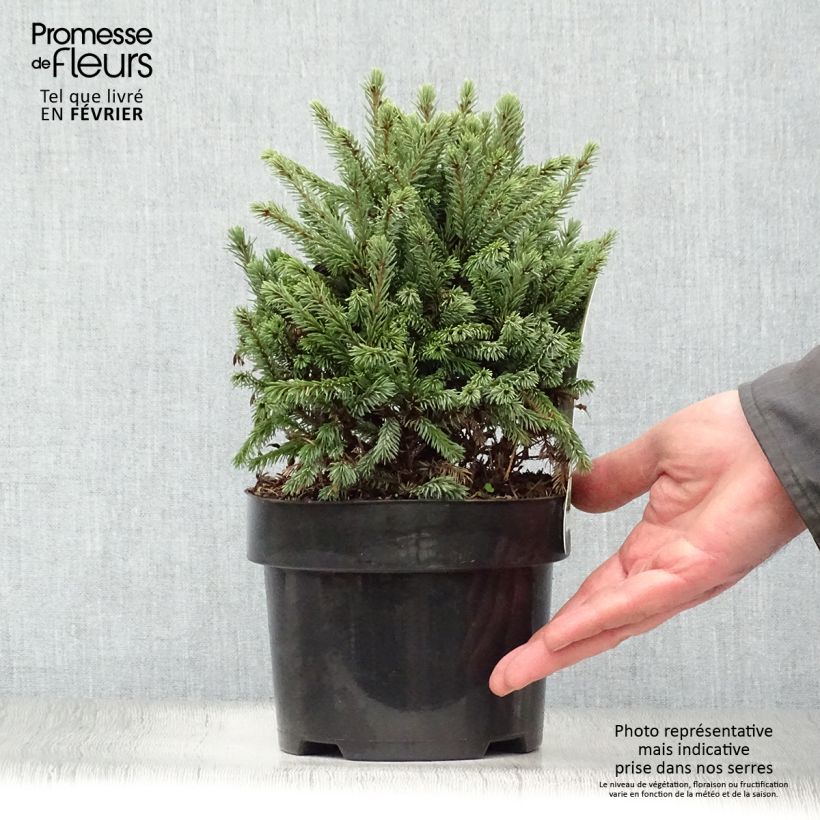Example of Picea glauca Echiniformis Echt - Epinette blanche                    Pot van 4 l/5 l as you get in hiver