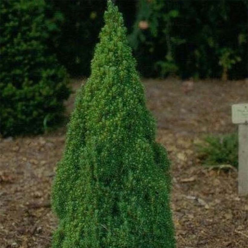 Picea glauca Laurin - Witte spar (Plant habit)