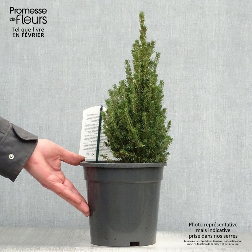Example of Picea glauca Laurin - Witte spar Pot van 3 l/4 l as you get in hiver