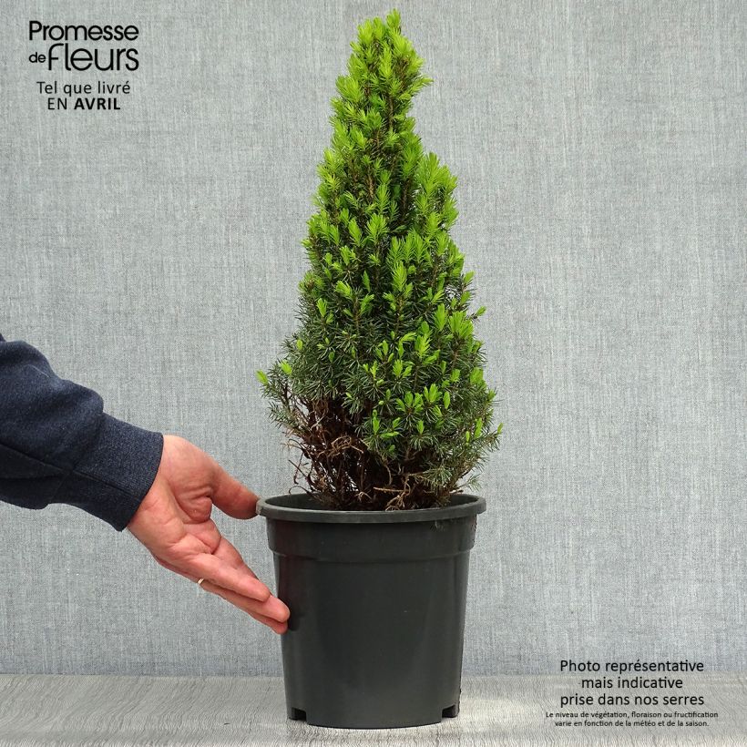 Exemplaar van Picea glauca Laurin - Witte spar Pot van 3 l/4 l zoals geleverd in de lente
