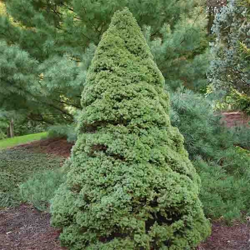 Picea glauca Rainbow's End - Witte spar (Plant habit)
