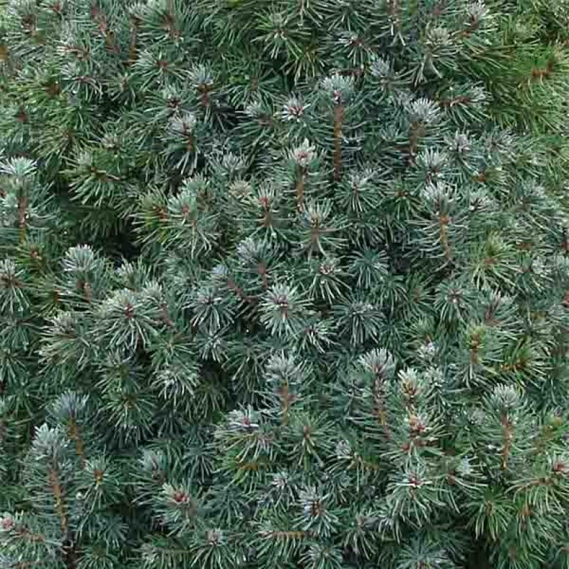 Picea glauca Sanders Blue - Witte spar (Foliage)