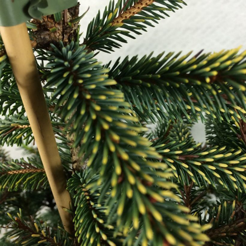 Picea mariana Aurea - Zwarte spar (Blad)