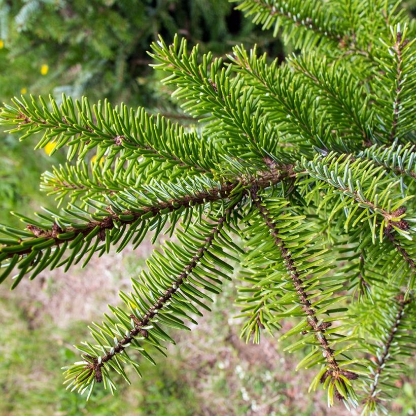 Picea omorika - Servische spar (Foliage)