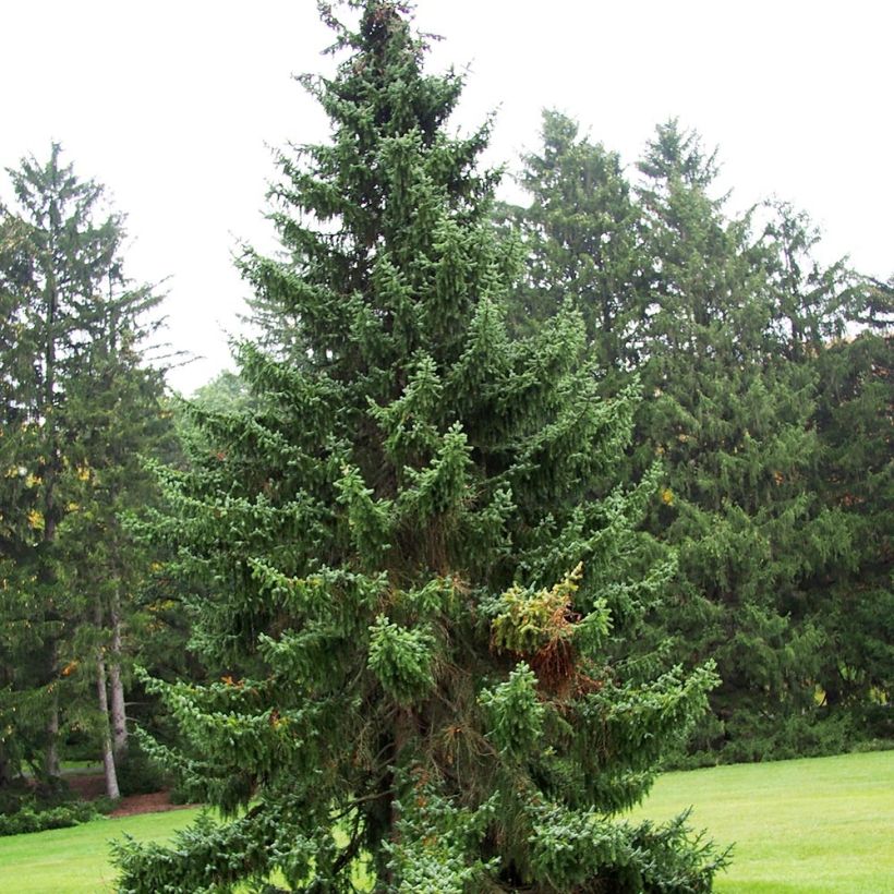 Picea omorika - Servische spar (Plant habit)