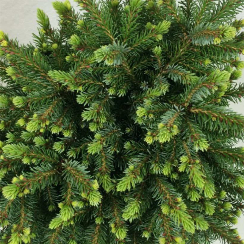 Picea omorika Beskid - Servische spar (Foliage)