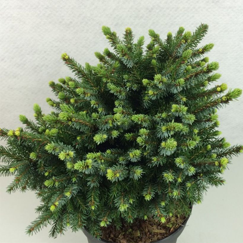 Picea omorika Beskid - Servische spar (Plant habit)