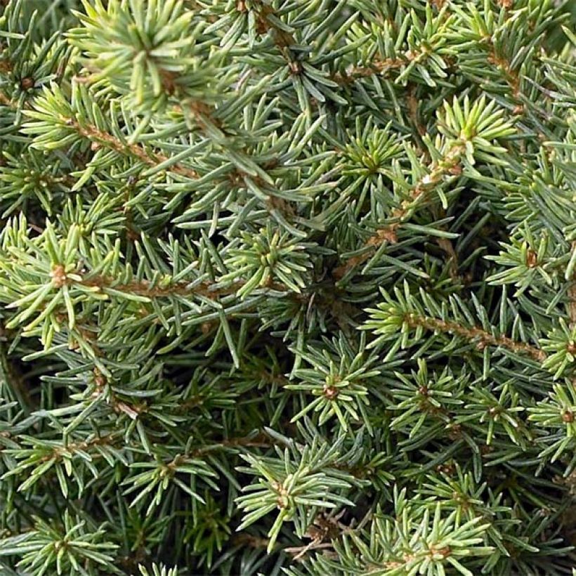 Picea omorika Karel - Servische spar (Foliage)