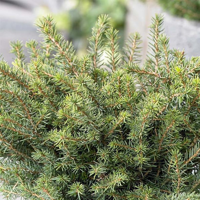Picea omorika Karel - Servische spar (Plant habit)