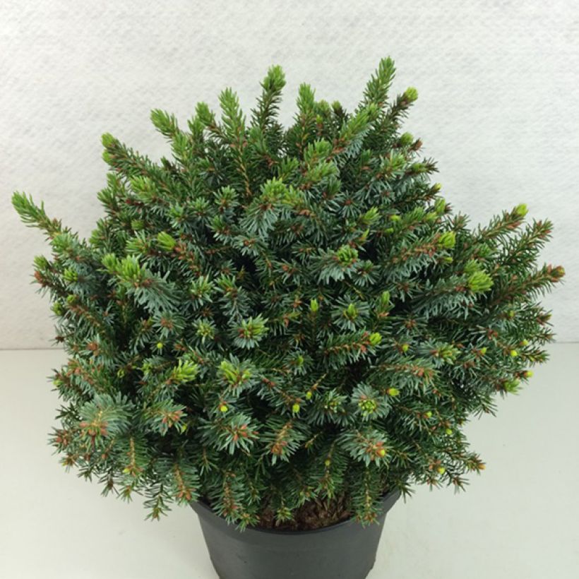 Picea omorika Morava - Servische spar (Plant habit)