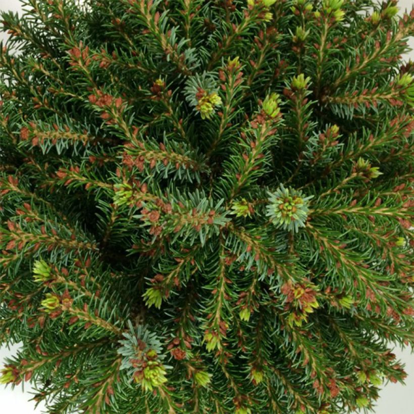 Picea omorika Treblitzsch - Servische spar (Foliage)