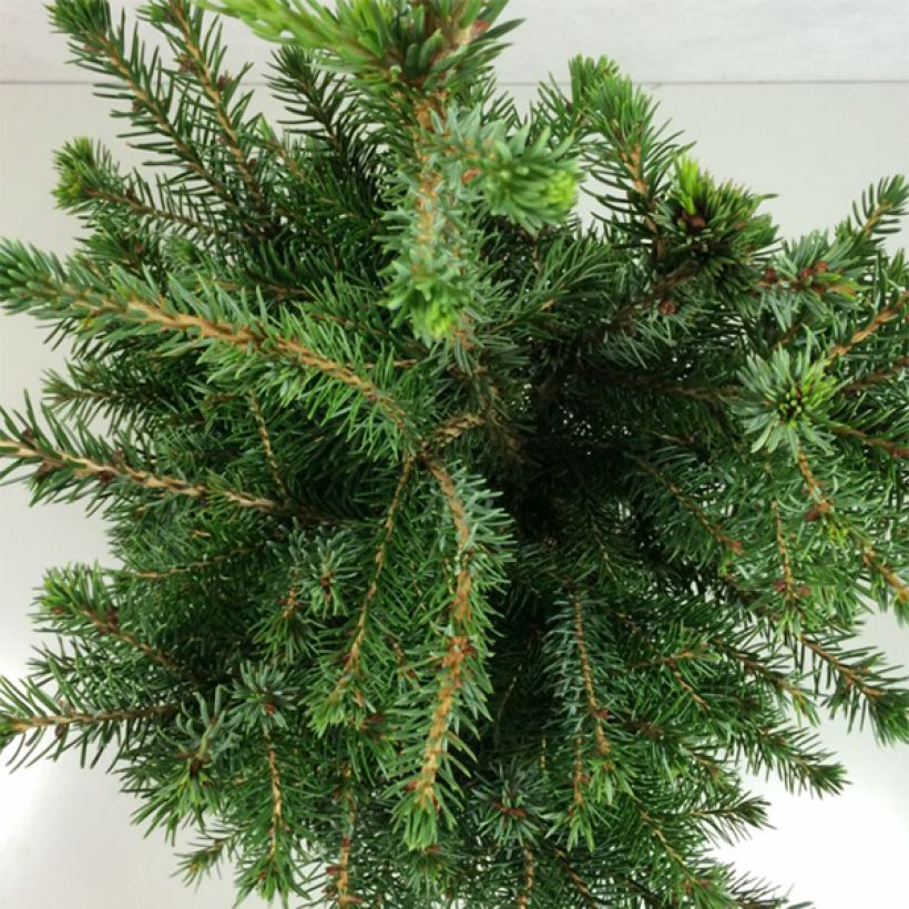 Picea omorika Wodan - Servische spar (Foliage)