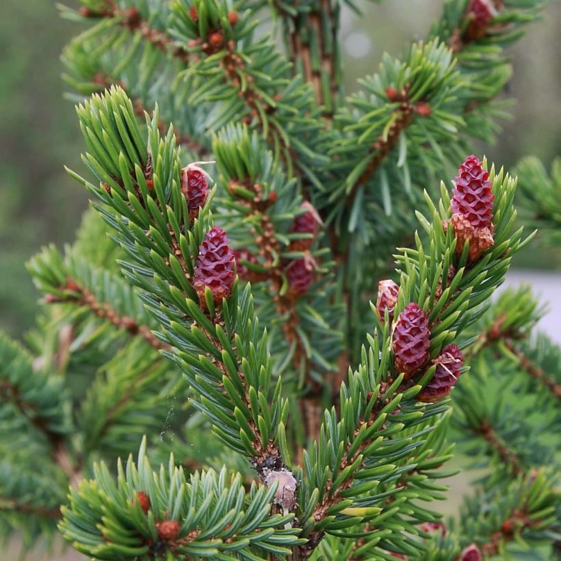 Picea omorika Nana - Servische spar (Foliage)
