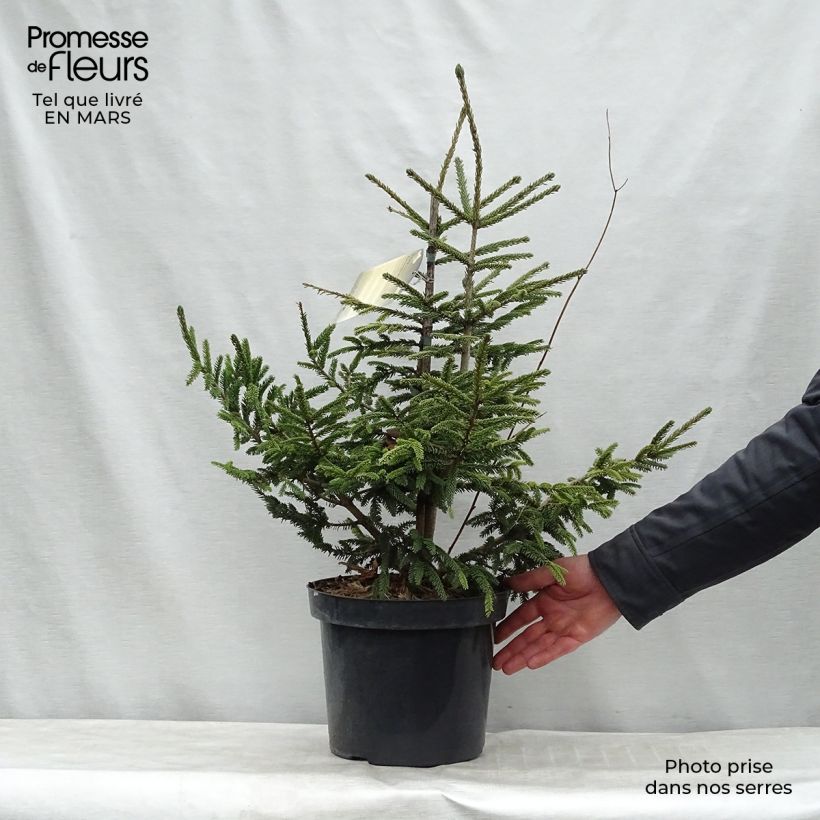 Exemplaar van Picea orientalis Aureospicata - Oosterse spar Pot van 7,5 l/10 l zoals geleverd in de lente