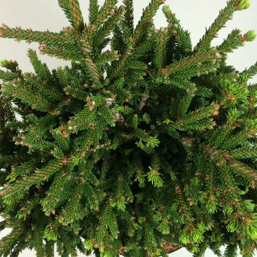 Picea orientalis Barnes - Oosterse spar (Foliage)