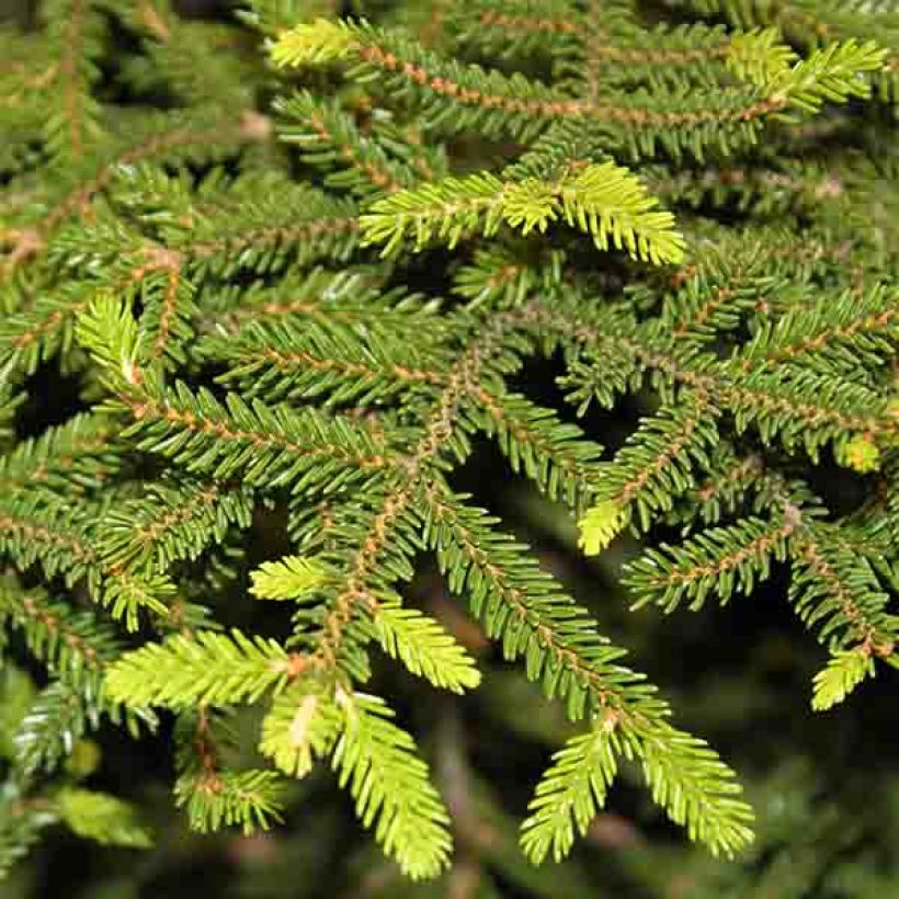 Picea orientalis Gracilis - Oosterse spar (Foliage)