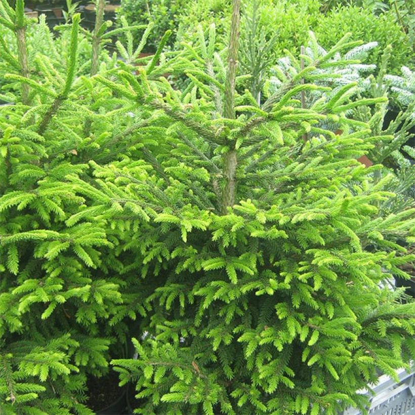 Picea orientalis Kenwith - Oosterse spar (Groeiplaats)