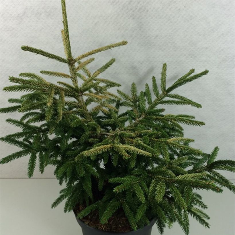 Picea orientalis Silver Seedling - Oosterse spar (Plant habit)