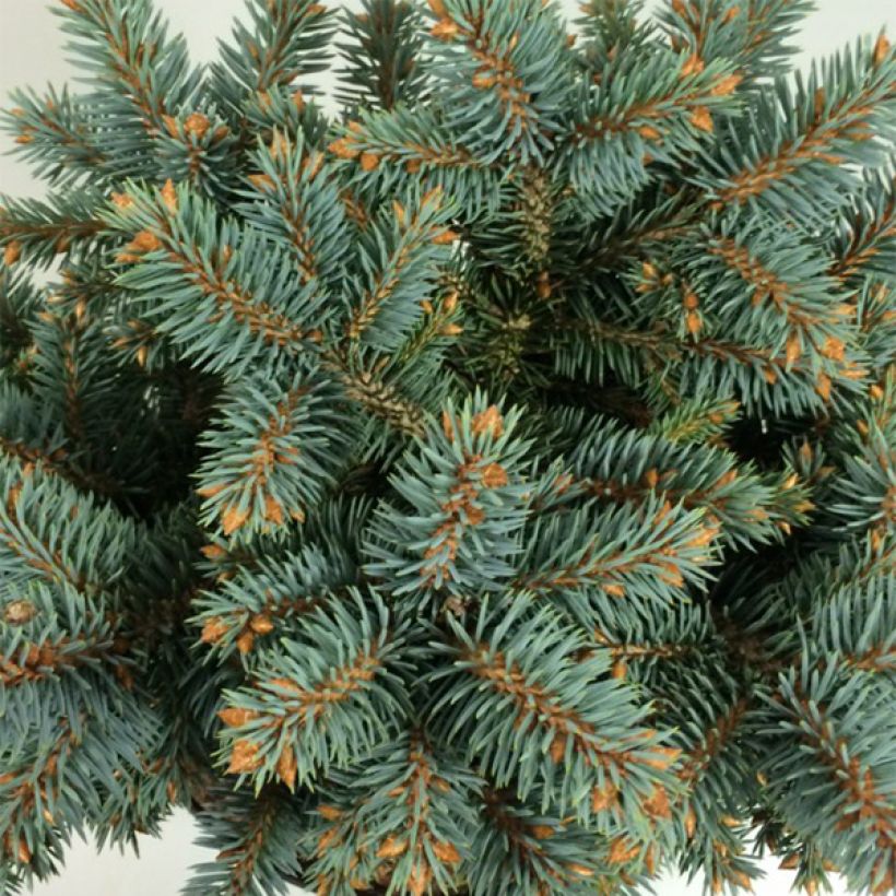 Picea pungens Blaukissen - Blauwe spar (Foliage)