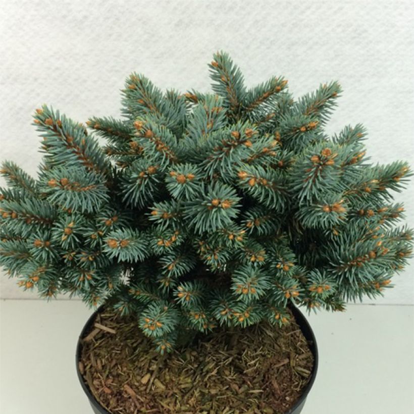 Picea pungens Blaukissen - Blauwe spar (Plant habit)