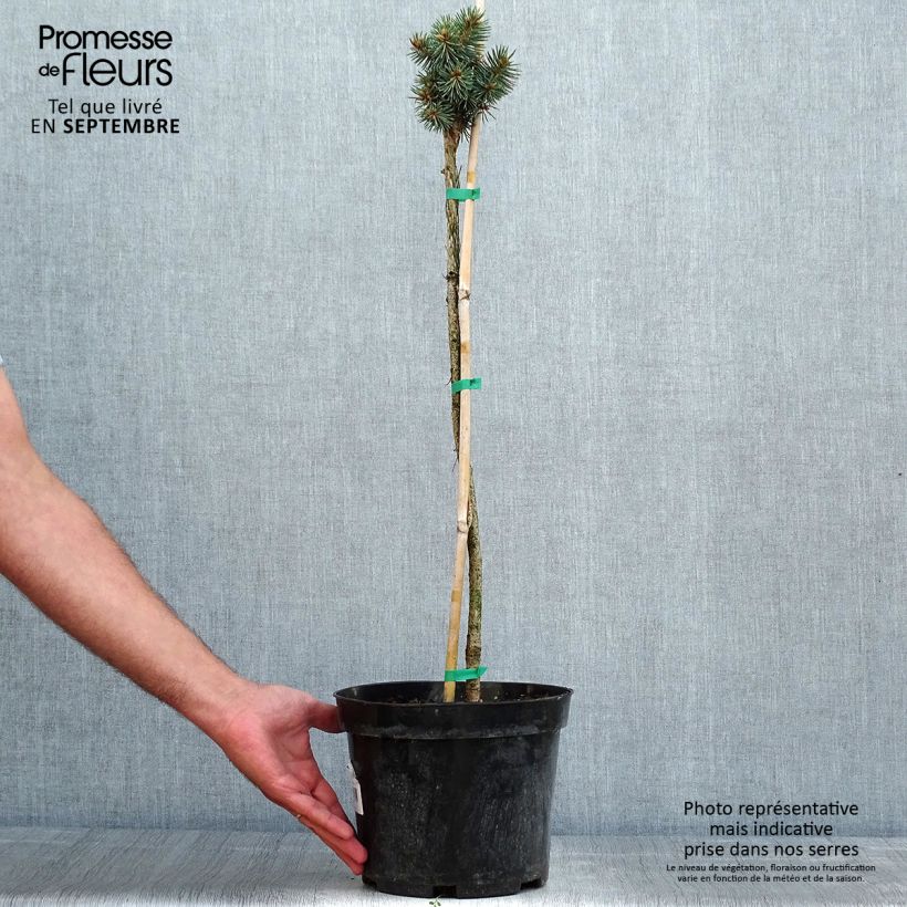 Exemplaar van Picea pungens Brynek - Blauwe spar Pot van 4 l/5 l, Stengel zoals geleverd in de zomer
