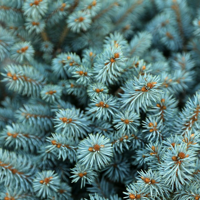 Picea pungens Tokarz - Blauwe spar (Blad)