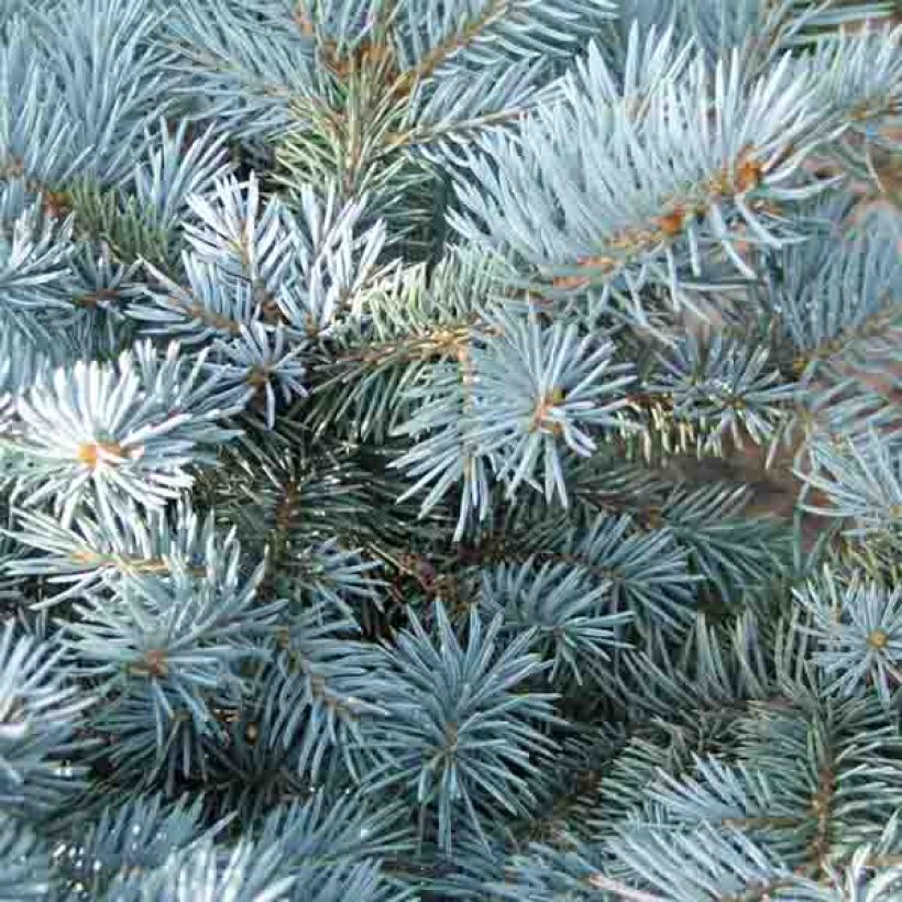 Picea pungens Glauca Globosa - Blauwe spar (Foliage)